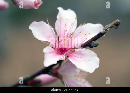 Fleur de pêche blanche et rose sur la branche macro Banque D'Images