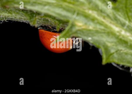 Adulte immaculée Lady Beetle de l'espèce Cyclone sanguinea Banque D'Images