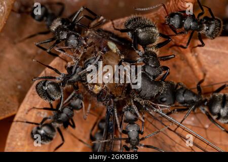 Carpenter adulte Ant du genre Camponotus prêchant sur un insecte Banque D'Images