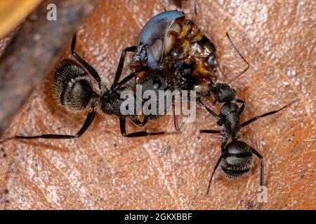 Carpenter adulte Ant du genre Camponotus prêchant sur un insecte Banque D'Images