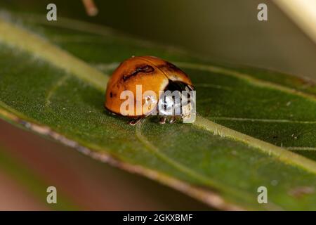 Adulte immaculée Lady Beetle de l'espèce Cyclone sanguinea Banque D'Images
