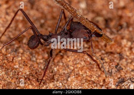 Atta Leaf-Cutter Ant du genre Atta Banque D'Images