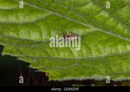 Petit Meshweaver masculin adulte araignée de la famille des Dictynidae Banque D'Images