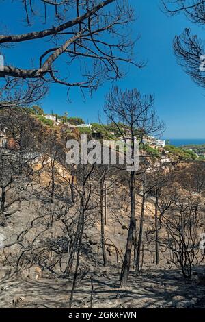 POLICE DÉGÂTS FEU DE FORÊT SANT LLORENC URBANISATION RÉSIDENTIELLE LLORET DE MAR COSTA BRAVA GERONA ESPAGNE Banque D'Images