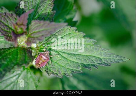 Une coccinelle ou un insecte de protection des cheveux, dolycoris baccarum, sur une feuille d'ortie qui se déchue Banque D'Images