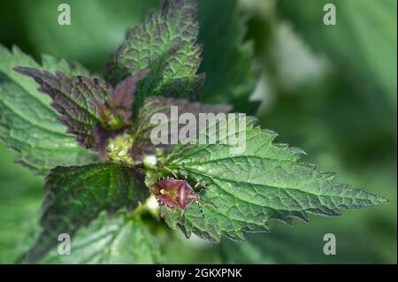 Une coccinelle ou un insecte de protection des cheveux, dolycoris baccarum, sur une feuille d'ortie qui se déchue Banque D'Images