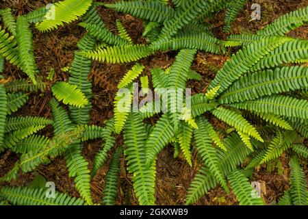 Deer Fern, Struthiopteris SPANIC, Keekwulee Falls, Alpine Lakes Wilderness, Mount Baker–Snoqualmie National Forest, État de Washington, États-Unis Banque D'Images