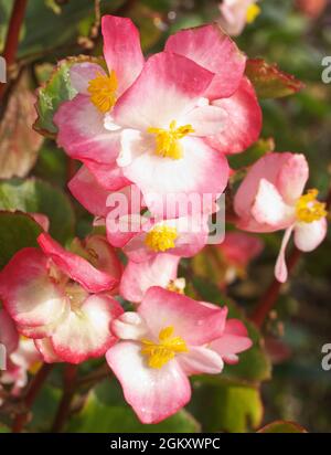 Begonia, plante ornementale en plein air aux fleurs. Fleurs blanches aux bords rouges et au centre jaune et feuilles vertes. Banque D'Images