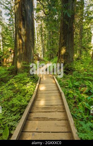 Promenade le long de Denny Creek Trail menant aux chutes Keekwulee et au-delà, Alpine Lakes Wilderness, Mount Baker–Snoqualmie National Forest, Washington S. Banque D'Images