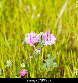 Fleur rose de mérelle commune. Image de stock. Banque D'Images