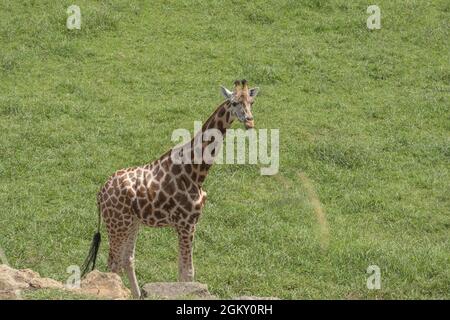 Girafe dans le parc naturel de Cabarceno, Espagne Banque D'Images