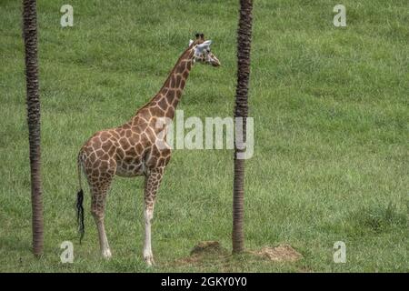 Girafe dans le parc naturel de Cabarceno, Espagne Banque D'Images