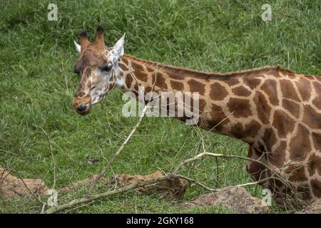 Portrait d'une girafe dans le parc naturel de Cabarceno, Espagne Banque D'Images