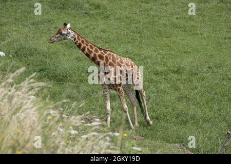 Girafe dans le parc naturel de Cabarceno, Espagne Banque D'Images