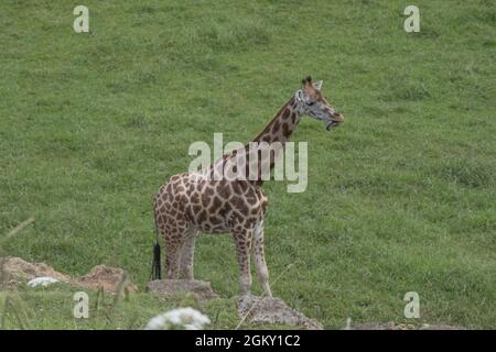 Girafe dans le parc naturel de Cabarceno, Espagne Banque D'Images