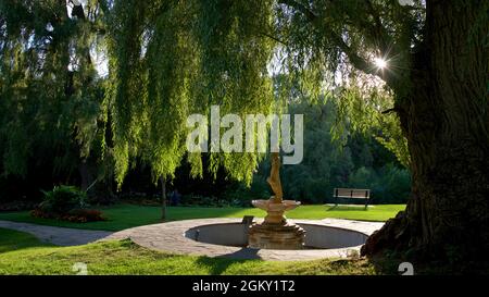 Parc public en été avec fontaine et saule Banque D'Images