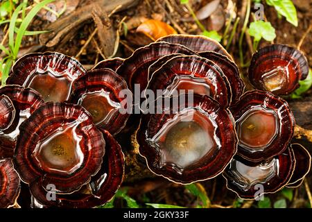 Champignons exotiques en forme d'entonnoir poussant sur une branche couchée au sol et remplie d'eau. Banque D'Images