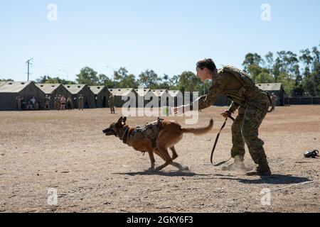 Caporal de lance de l'armée australienne Codey Merlino, un maître-chien de police militaire du 1er Bataillon de la police militaire, démontre les capacités de son chien de travail militaire, « Apache », lors de l'exercice Talisman Sabre 21 à la caserne de Lavarack à Townsville, Queensland, Australie, le 26 juillet 2021. TS21 est un exercice militaire bilatéral à grande échelle mené tous les deux ans dans le nord de l'Australie, dans le but de renforcer l'alliance entre les États-Unis et l'Australie, qui est un point d'ancrage de la paix et de la stabilité dans l'Indo-Pacifique. Des exercices comme celui-ci fournissent une formation efficace et intense pour s'assurer que les forces sont capables, interopérables Banque D'Images