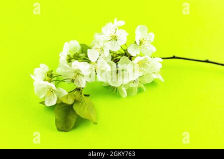 Branches de fleurs de pommier de printemps blanc sur fond de papier vert jaune vif. Banque D'Images