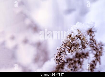 Flocons de neige sur l'herbe jaune. Fond de neige. Herbe de bois flotté dans la neige. Flocons de neige faits de flocons de glace. Banque D'Images