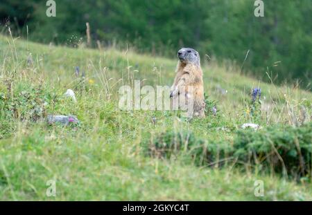 Marmotte alpine dans l'environnement naturel. Dolomites. L'Italie. Banque D'Images