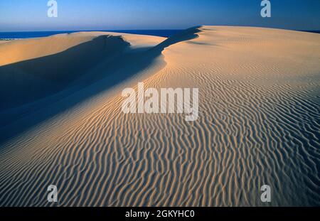 Australie. Nouvelle-Galles du Sud. Stockton Sand Dunes. Banque D'Images