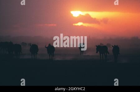Afrique. Kenya. Parc national d'Amboseli. Coucher de soleil sur les plaines Zebra et Wildebeest. Banque D'Images