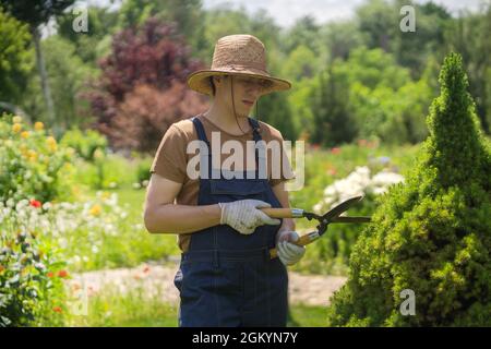 Un jardinier professionnel coupe un arbre de thuja pour une meilleure forme Banque D'Images