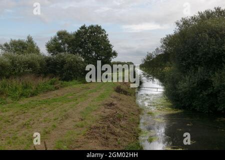 Réserve naturelle Shapwick Heath, Somerset, Royaume-Uni Banque D'Images