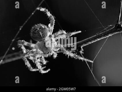 Image macro en gros plan d'une araignée de jardin, Araneus diadematus, en noir et blanc, réparant sa toile sur une branche et apparaissant comme un strum comme une guitare Banque D'Images