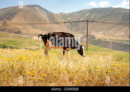 Vache maigre noire et blanche ayant de la nourriture dans un champ d'herbe avec montagne en arrière-plan dans la province du Kurdistan, iran Banque D'Images