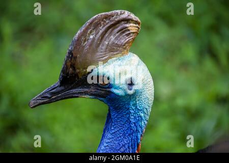 La cassonerie du sud est un grand oiseau noir sans vol. C'est l'une des trois espèces vivantes de cassowary Banque D'Images