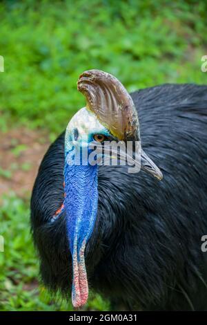 La cassonerie du sud est un grand oiseau noir sans vol. C'est l'une des trois espèces vivantes de cassowary Banque D'Images