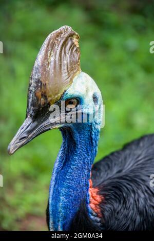 La cassonerie du sud est un grand oiseau noir sans vol. C'est l'une des trois espèces vivantes de cassowary Banque D'Images