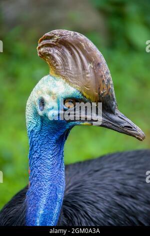 La cassonerie du sud est un grand oiseau noir sans vol. C'est l'une des trois espèces vivantes de cassowary Banque D'Images