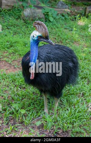 La cassonerie du sud est un grand oiseau noir sans vol. C'est l'une des trois espèces vivantes de cassowary Banque D'Images