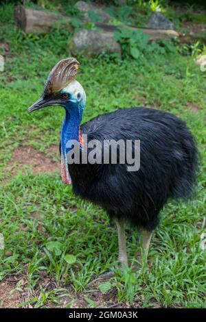 La cassonerie du sud est un grand oiseau noir sans vol. C'est l'une des trois espèces vivantes de cassowary Banque D'Images