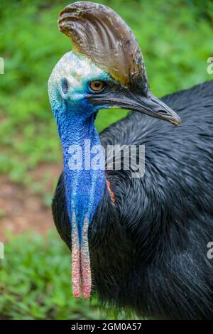 La cassonerie du sud est un grand oiseau noir sans vol. C'est l'une des trois espèces vivantes de cassowary Banque D'Images