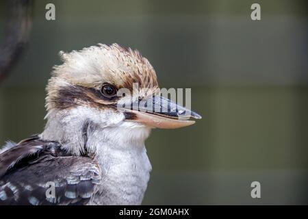 Une image de gros plan de la tête du kookaburra en riant. C'est un grand kingfisher robuste avec une tête blanchâtre et une rayure foncée. Banque D'Images