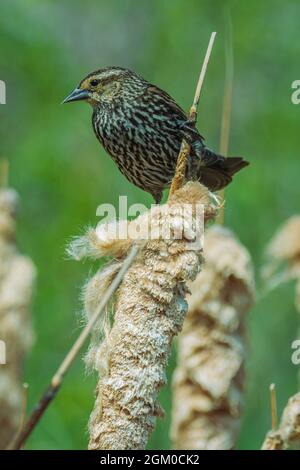 Femelle de Blackbird ailé (Agelaius phoeniceus) debout sur la tige de graines de queue de chat de l'année dernière dans la zone des zones humides, Castle Rock Colorado USA. Banque D'Images