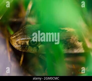 Gros plan tête de serpent de Garter terrestre de l'Ouest (Thamnophis elegans), se cachant parmi le feuillage dense, Castle Rock Colorado USA. Photo prise en août. Banque D'Images