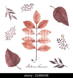 Ensemble de feuilles d'automne aquarelle peinte à la main isolée sur fond blanc. Illustration parfaite pour le design décoratif dans le festival d'automne. Accueil c Illustration de Vecteur