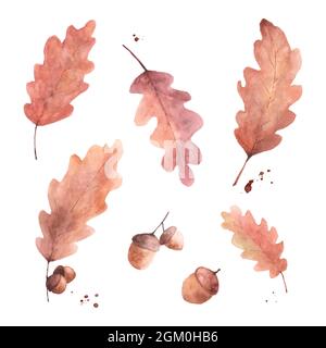 Ensemble de feuilles et d'acornes de chêne brun d'automne. Illustration aquarelle peinte à la main isolée sur fond blanc parfaite pour le design décoratif en automne Illustration de Vecteur