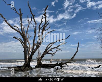 Vieux arbre blanchi dans l'océan sur la plage au soleil et surf Banque D'Images