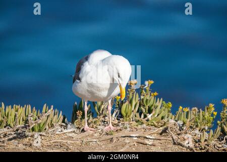 Mouette, gros plan portrait d'oiseau sur la plage avec bleu foncé sur fond de mer Banque D'Images