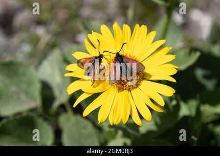 Gros plan de fleurs sauvages d'arnica dans les montagnes des Alpes en France Banque D'Images