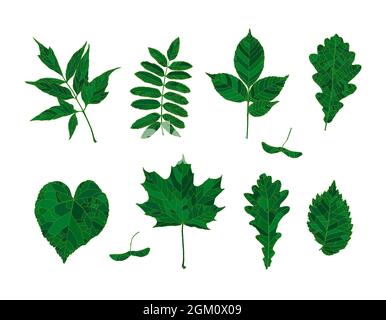 Ensemble de feuilles de forêt de silhouettes vertes dessinées à la main - érable, graines d'érable, érable à feuilles de frêne, rowan, frêne, chêne, tilleul, orme, isolé sur fond blanc. Éléments de conception pour la décoration. Illustration de Vecteur