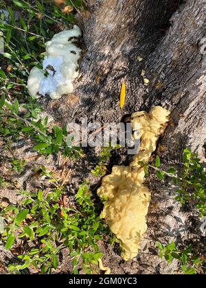 Les abeilles sauvages s'essaient autour du trou d'entrée pour rucher dans un arbre bouché par de la mousse. Banque D'Images