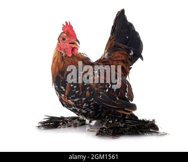 Démarré Bantam in front of white background Banque D'Images