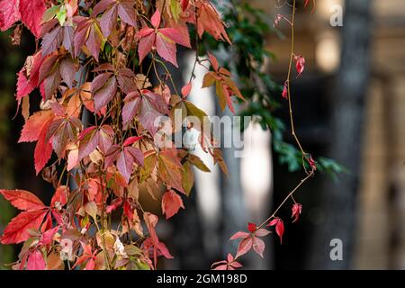 Arrière-plan d'automne avec Parthenocissus tricuspidata communément appelé Boston ivy, foyer sélectif Banque D'Images